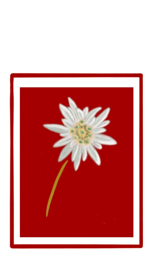Edelweiss